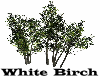 White Birch