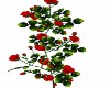 Red rose bush