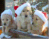 RS* Pups with hats on