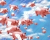 when pigs fly