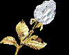 White dimond rose