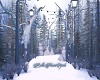Snowy Woods Path