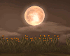 Romantic Fall Moonlight