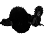 Sister NightFire