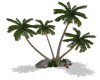 COCONUT PALM TREES