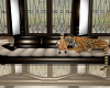 animated tiger/sofa