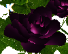 K.  Rose Dark Purple