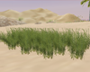LONG GRASS BEACH/DUNE