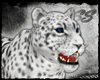 [SS] Snow Leopard