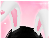Bunny ♡ Ears