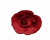 Rug Rose