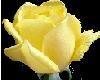 Yellow Rose 11
