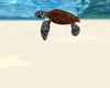 [CZ] Green Sea Turtle
