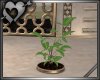 *Tropical Planter