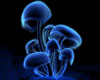 Glowing Blue Mushrooms