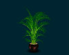 LAST CHANCE PLANT