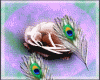 Peacock(animated)