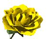 Yellow Rose Opening