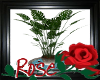 Spring Rose Plant