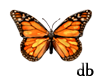 db butterfly orange