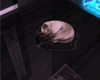 M| Cat zZz