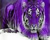 purple tiger club
