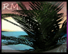 [RM] Distinct Palm