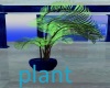 blue palm plant