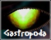 Gastropoda Eyes