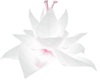 White & Pink flower 