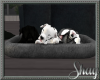 Bed full of Puppies