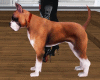 Boxer Dog Pet