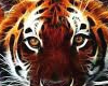 tiger picnic 2