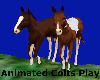 Colts Play Animated