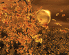 Autumn Leaves