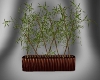 (SE) Bamboo Plant