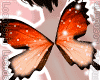 Loe// Butterfly wings O