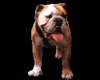 bulldog sticker animated
