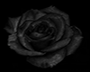 Black Rose dance marker