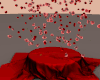 â½ Roses Photo Room