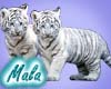 White Tiger Cubs