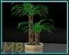 [MB] Sunset Plant