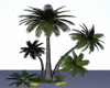 PALM TREE