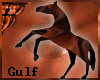 (K) Gulf Bedouin Horse