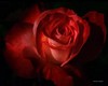 [KF] red dance rose club