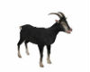 fARM  Goat Black (KL)