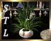 Celebrate Potted Plant
