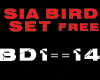 SIA-BIRDS SET FREE-remix