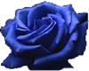 Bluemoon Rose