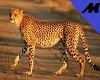 Cheetah DJ Lights